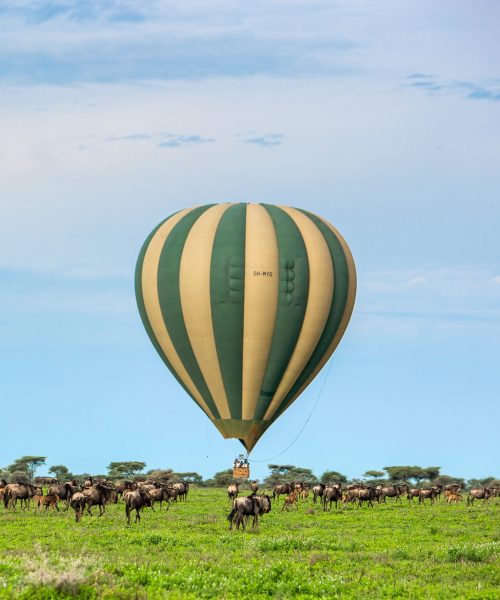 Balloon and Wildebeest in Ndutu2